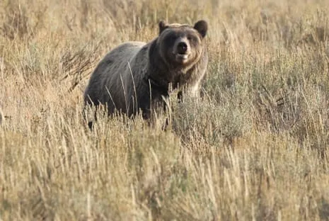Backpacker Injured by Grizzly in National Park Air Lifted to Trauma Center